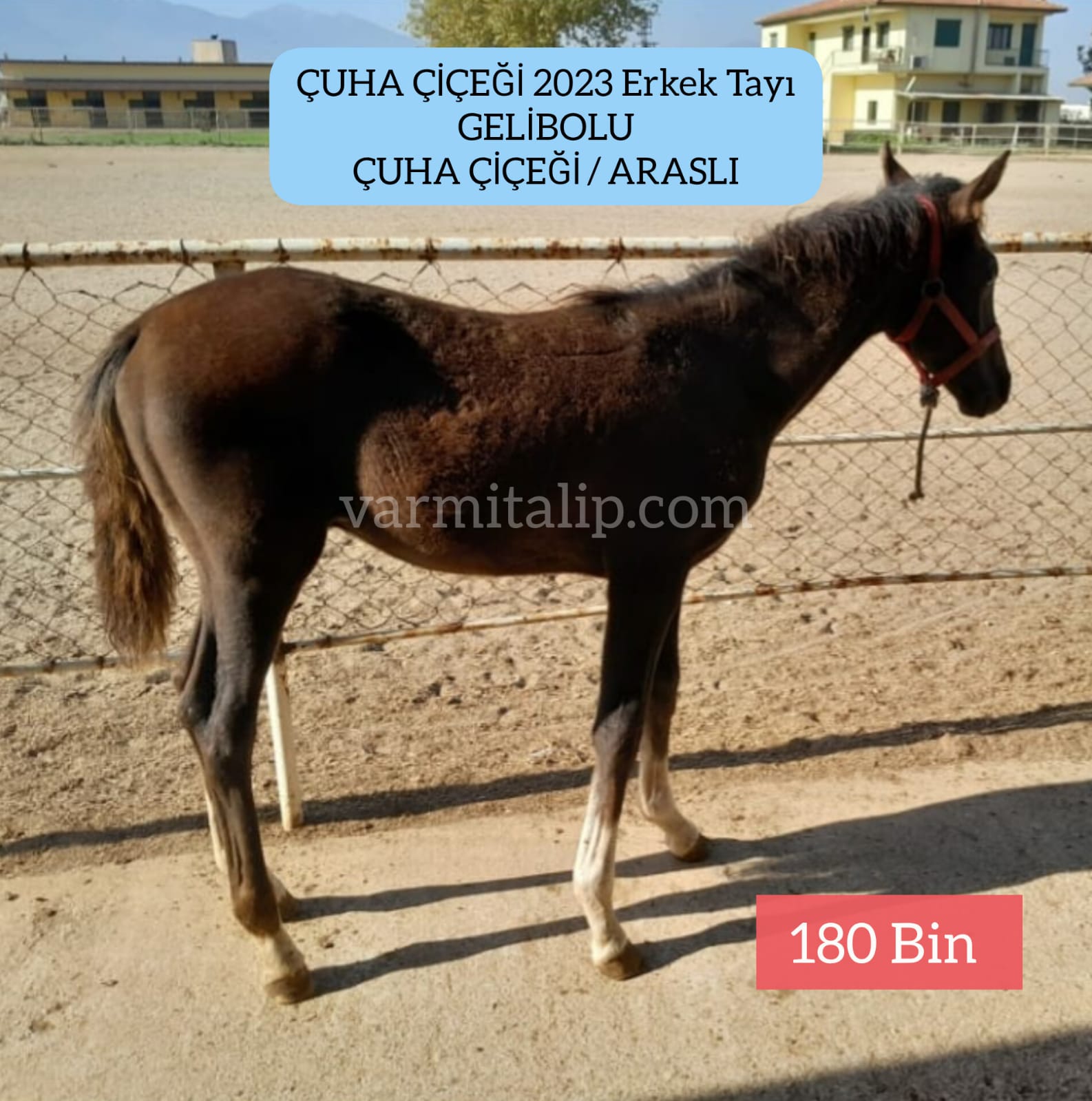 1 Lİ 2 Lİ SIFIRLI YILMABAŞAR-ABUŞ-GELİBOLU ARAP TAYLARI